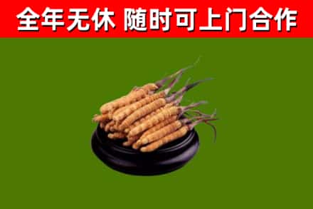 蚌埠烟酒回收冬虫夏草.jpg