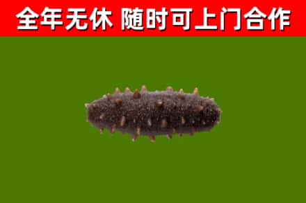 蚌埠烟酒回收干海参.jpg